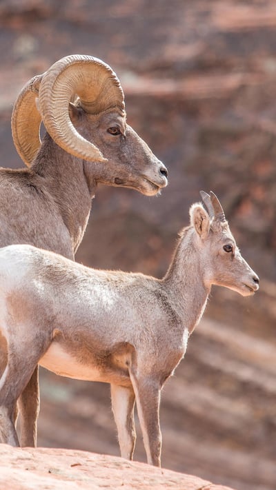 A father and a calf Ibex looking into the distance in Utah (© Erwin Sparreboom/Shutterstock) mobile wallpaper