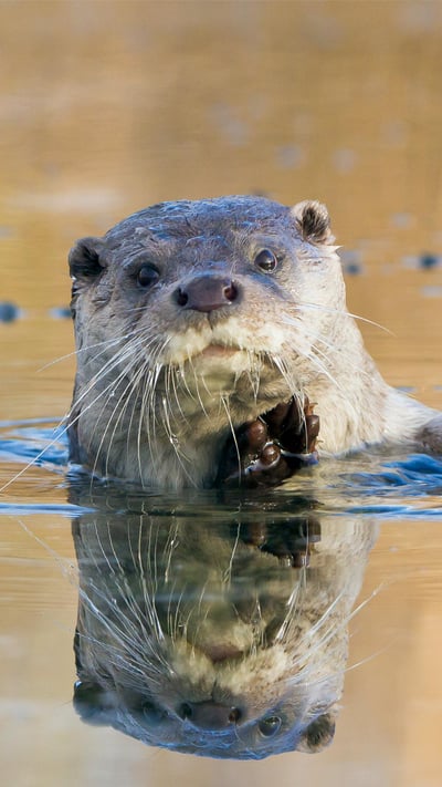 European river otter, Lelystad, Netherlands (© Ernst Dirksen/Minden Pictures) mobile wallpaper