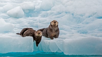 Otterly cool