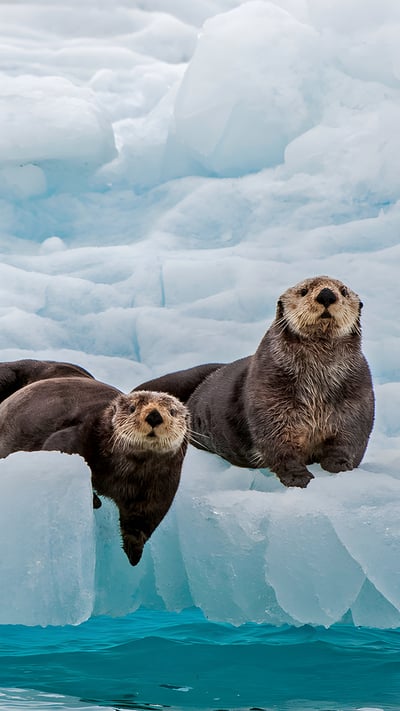 Sea otters, Prince William Sound, Alaska (© Gerald Corsi/Getty Images) mobile wallpaper