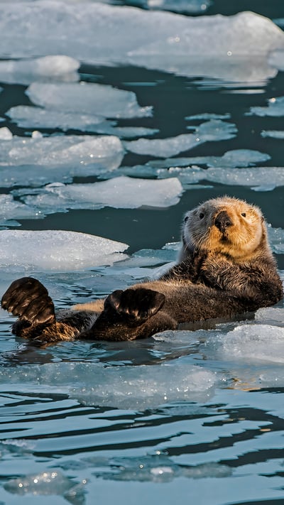 Sea otter, Prince William Sound, Alaska (© Gerald Corsi/Getty Images) mobile wallpaper