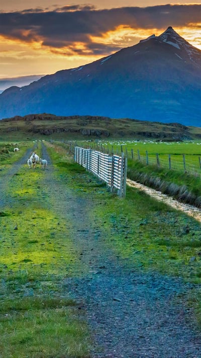 Sheep graze along a road, Iceland (© Matthew Kuhns/Tandem Stills + Motion) mobile wallpaper