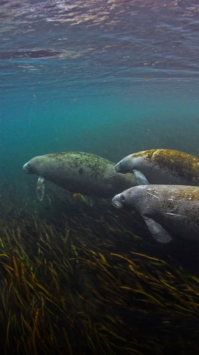 Manatees in the Ichetucknee River in Florida (© Jennifer Adler/Alamy) mobile wallpaper