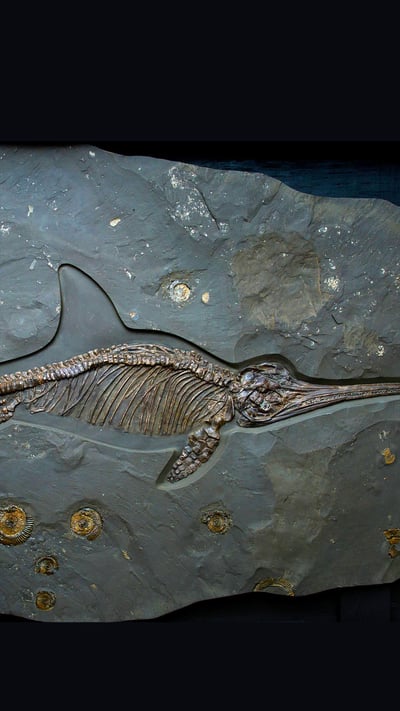 An ichthyosaur fossil of the Jurassic period, Dinosaurland Fossil Museum, Lyme Regis, Dorset, England (© Christopher Jones/Alamy) mobile wallpaper