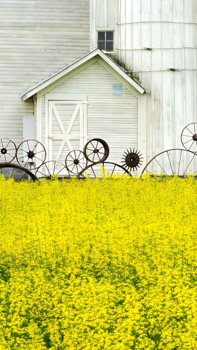 帕卢斯地区的老谷仓和油菜田,爱达荷州,美国 (© Terry Eggers/Getty Images) mobile wallpaper