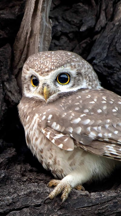Spotted Owlet in Bharatpur, India (© Bernard Castelein/Minden Pictures) mobile wallpaper