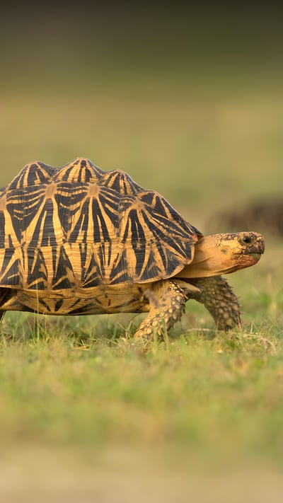 Indian star tortoise, Sri Lanka (© Robin Chittenden/Minden Pictures) mobile wallpaper
