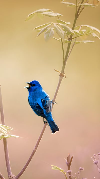 An indigo bunting at the John James Audubon Center at Mill Grove in Audubon, Pennsylvania (© Vicki Jauron/Getty Images) mobile wallpaper