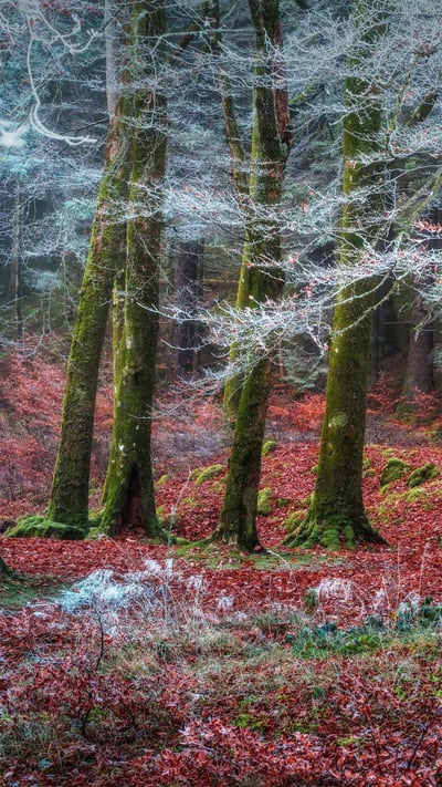 Forest near the village of Invergarry, Scotland (© Matt Anderson Photography/Getty Images) mobile wallpaper