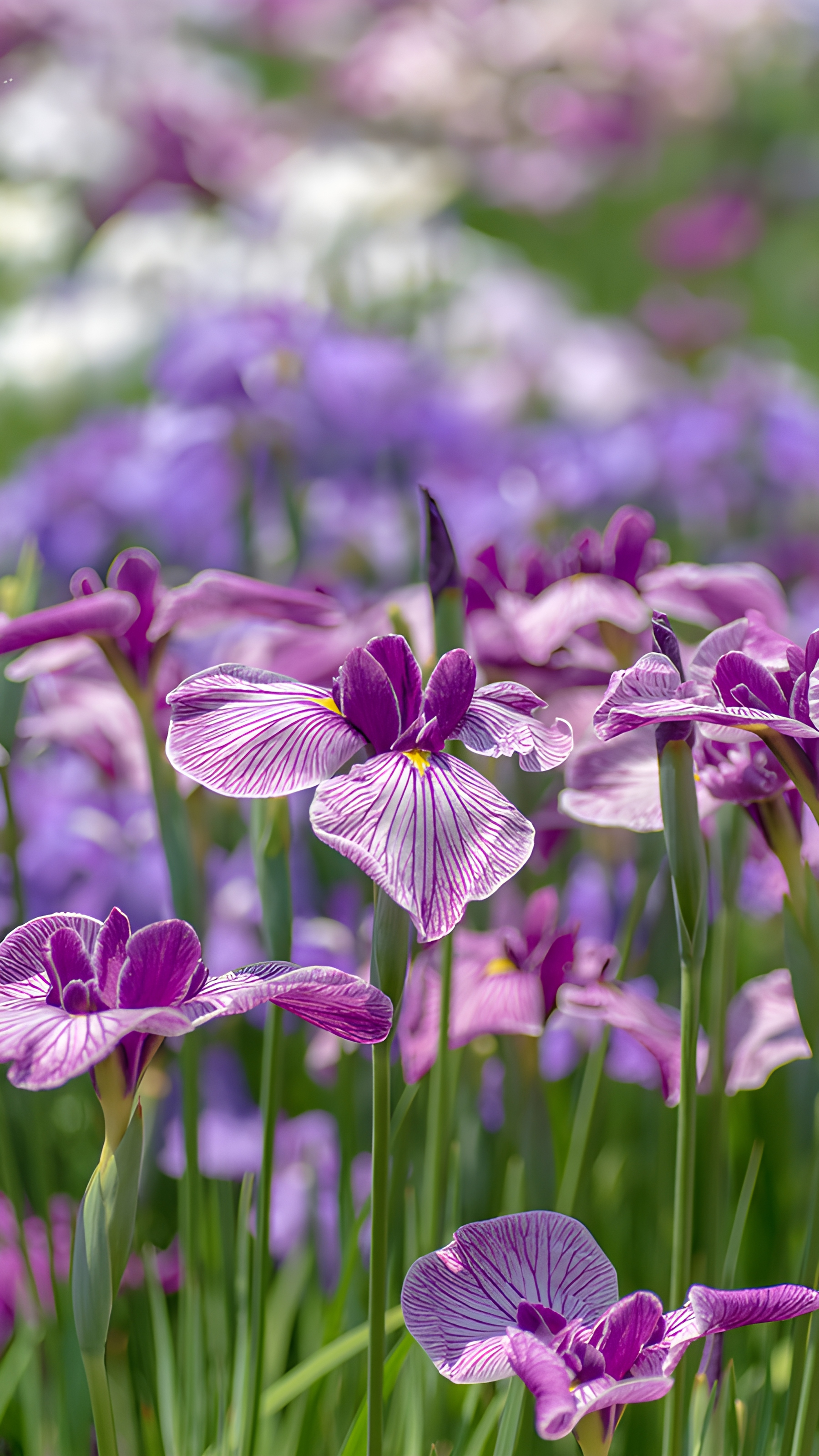 An iris garden in Tokyo, Japan (© M.Arai/Getty Images) mobile wallpaper