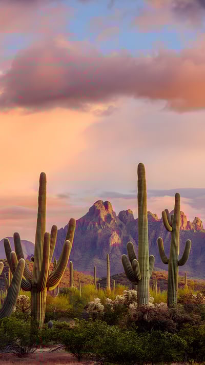Saguaro cacti, Ironwood National Monument, Arizona (© Jack Dykinga/Minden Pictures) mobile wallpaper