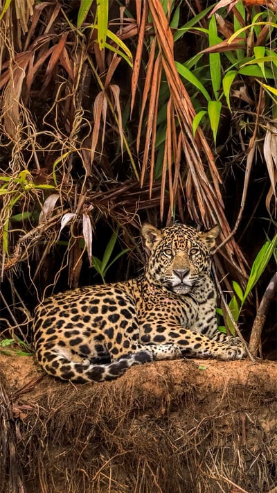 Jaguar in the Pantanal wetlands, Brazil (© Andy Rouse/Minden Pictures) mobile wallpaper