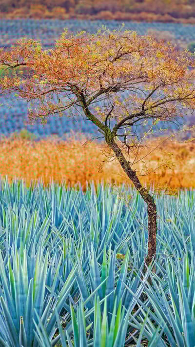 Tree in blue agave field in the tequila-producing region near Atotonilco el Alto, Jalisco, Mexico (© Brian Overcast/Alamy) mobile wallpaper