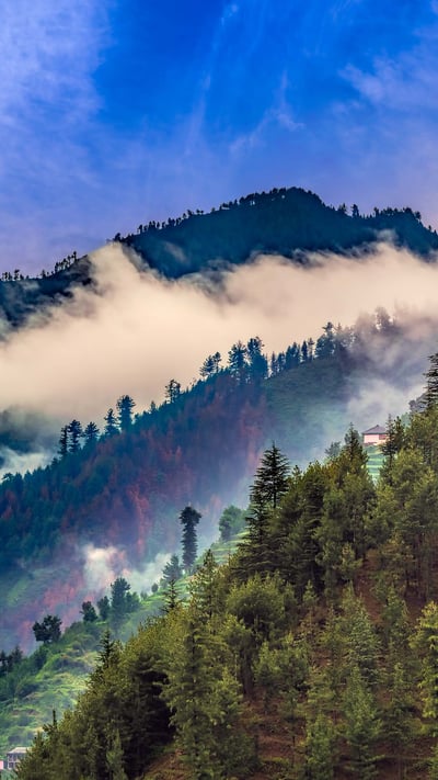 Scenic deep tropical forest of Janjehli, Himalayas (© KS-Art/iStock/Getty Images Plus) mobile wallpaper