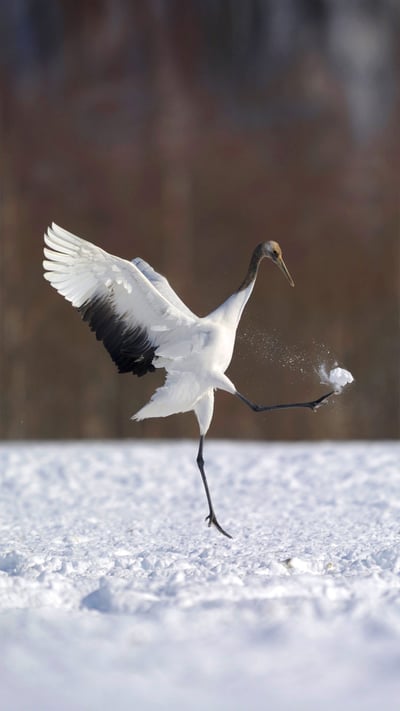 「タンチョウ」北海道 (© Regis Cavignaux/Getty Images) mobile wallpaper