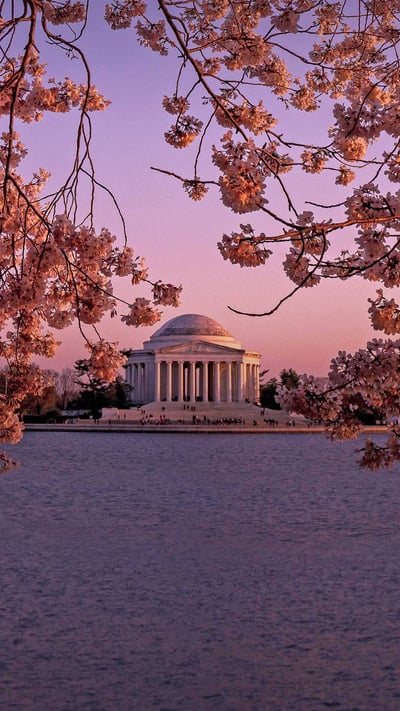 The Jefferson Memorial during the National Cherry Blossom Festival in Washington, DC (© Rae Gabrielle/Alamy) mobile wallpaper