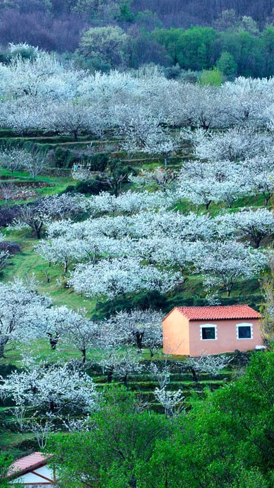 Blooming cherry trees in Jerte Valley, Province of Cáceres, Spain (© Westend61/Getty Images) mobile wallpaper