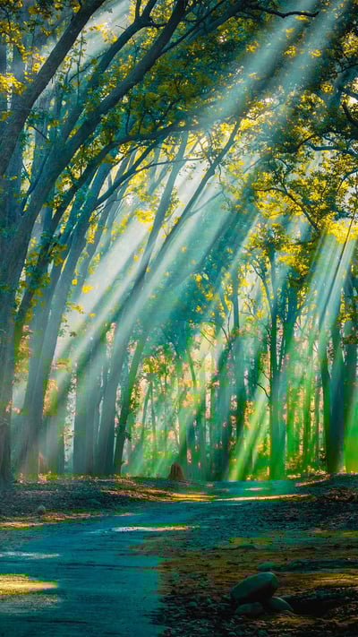 Backlight sunrays at Jim Corbett National Park (© Swapan Banik/Alamy Stock Photo) mobile wallpaper