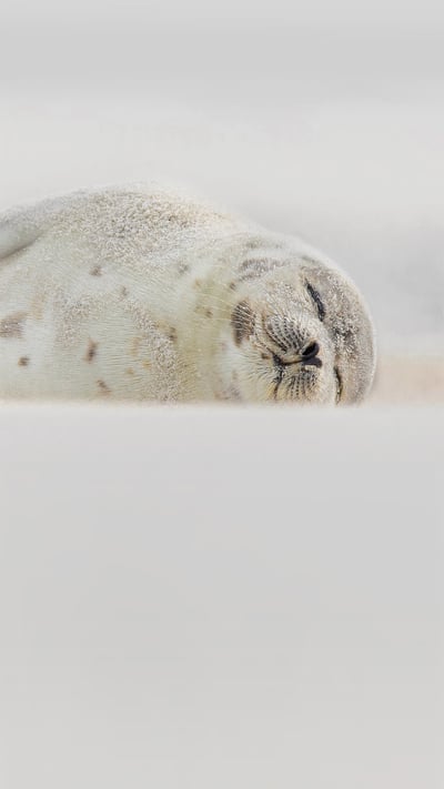 Harp seal sleeping at Jones Beach, Long Island, New York (© Vicki Jauron, Babylon and Beyond Photography/Getty Images) mobile wallpaper