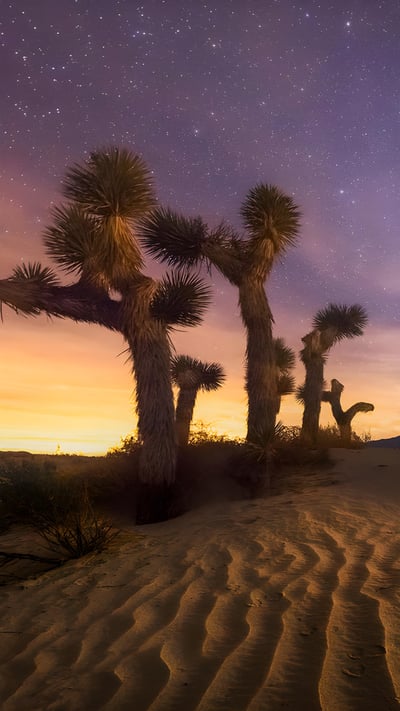 Joshua Tree National Park, California (© Chris Moore - Exploring Light Photography/Tandem Stills + Motion) mobile wallpaper