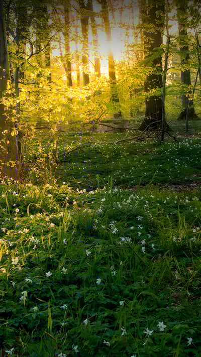 Beech trees and wild anemones, Jutland, Denmark (© Nick Brundle Photography/Getty Images) mobile wallpaper