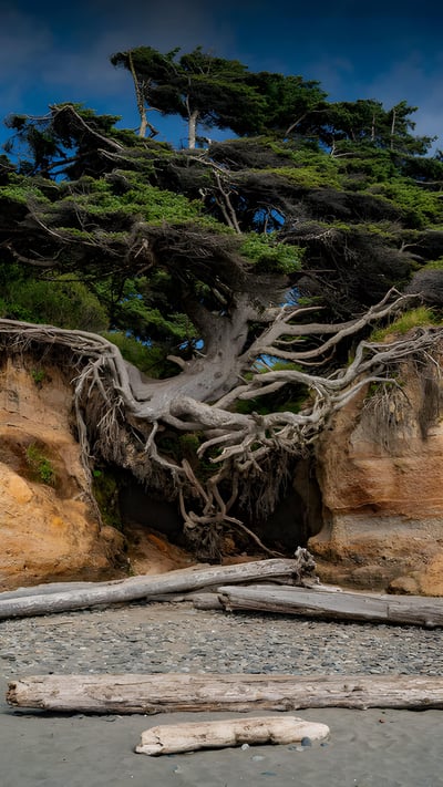 Tree of Life, Kalaloch Beach, Olympic National Park, Washington (© Abbie Warnock-Matthews/Shutterstock) mobile wallpaper