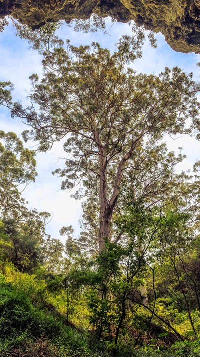 Giant karri tree at the entrance to a cave in the Margaret River area, Western Australia (© Posnov/Getty Images) mobile wallpaper