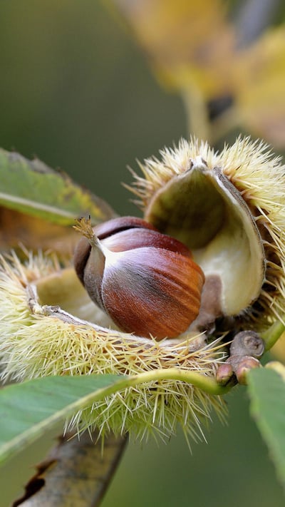Reife Früchte einer Edelkastanie, Nordrhein-Westfalen (© Frederik/imageBROKER/Shutterstock) mobile wallpaper