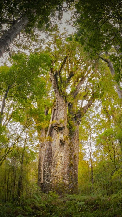 Te Matua Ngahere, a giant kauri tree growing in the Waipoua Forest, North Island, New Zealand (© Kim Westerskov/Getty Images) mobile wallpaper