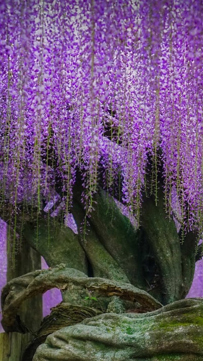 Wisteria blooms at Kawachi Fuji Garden in Kitakyushu, Japan (© Steve Tan C K Photography/Getty Images) mobile wallpaper