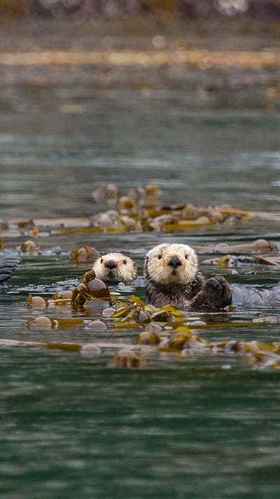Sea otters in Alaska’s Inside Passage (© Erika Skogg/Getty Images) mobile wallpaper