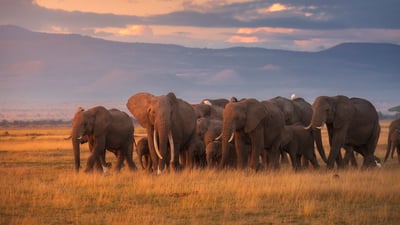 Wild, wise, and wonderful