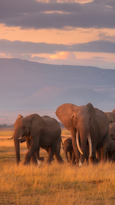 Troupeau d’éléphants d’Afrique, parc national d’Amboseli, Kenya (© Chase Dekker/Minden Pictures) mobile wallpaper