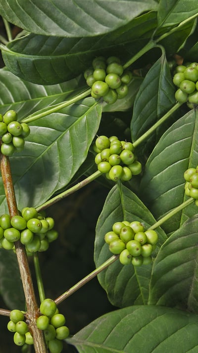 Coffee plantations, Kerala, India (© Hari Mahidhar/Shutterstock) mobile wallpaper