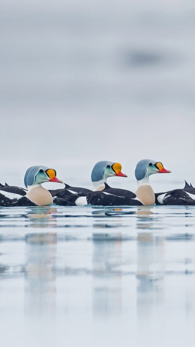 Male king eider ducks swimming in Troms og Finnmark, Norway (© Pal Hermansen/Minden Pictures) mobile wallpaper