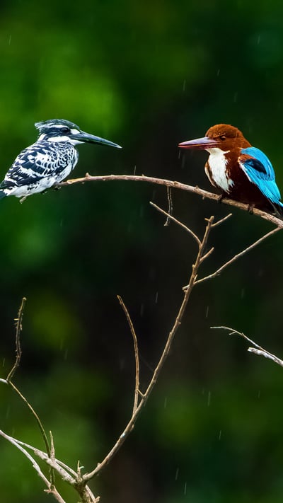 Two kingfishers at the Nagarahole National Park, Karnataka (© Pradeep BR/shutterstock) mobile wallpaper