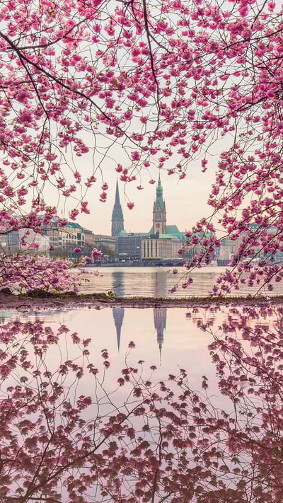 Blühende Kirschbäume an der Binnenalster, Hamburg (© Kerstin Bittner/Westend61/Offset) mobile wallpaper
