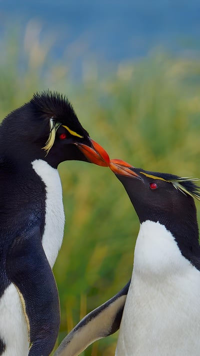 Southern rockhopper penguins, Falkland Islands (© Tony Beck/Getty Images) mobile wallpaper