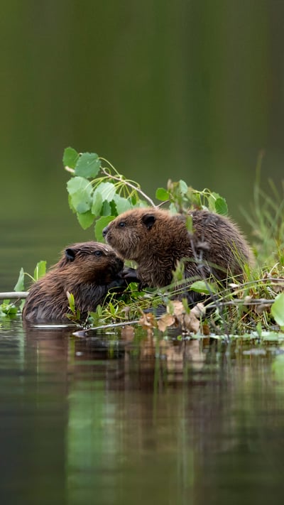Baby Eurasian beavers, Finland (© Danny Green/Minden Pictures) mobile wallpaper