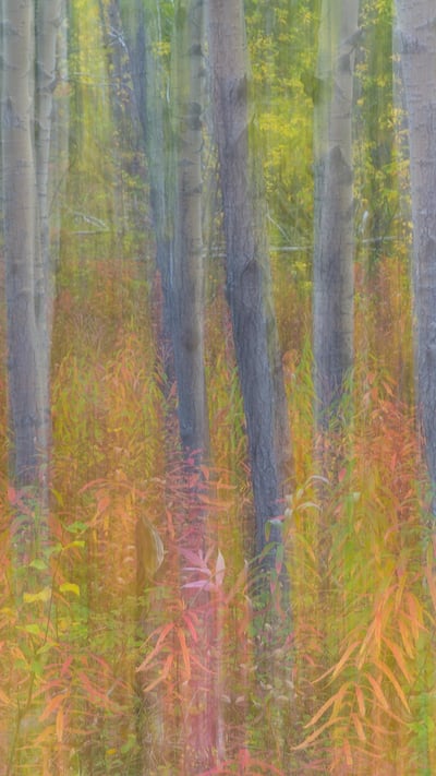 克鲁瓦尼国家公园中杨树的抽象动态模糊影像,育空 (© Don Paulson/Jaynes Gallery/Danita Delimont) mobile wallpaper
