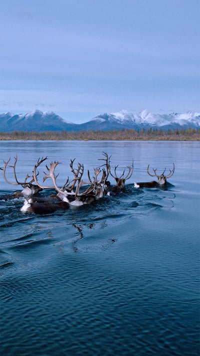 Caribou swimming across Alaska's Kobuk River during fall migration (© Michio Hoshino/Minden Pictures) mobile wallpaper