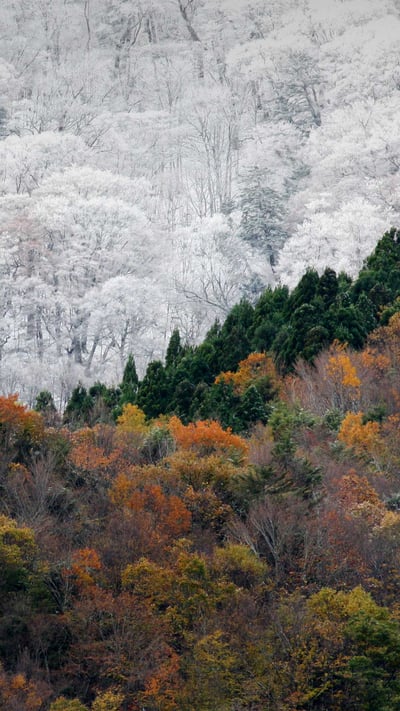 「雪と紅葉」徳島 (© SpontaneousPictures/iStock/Getty Images Plus) mobile wallpaper