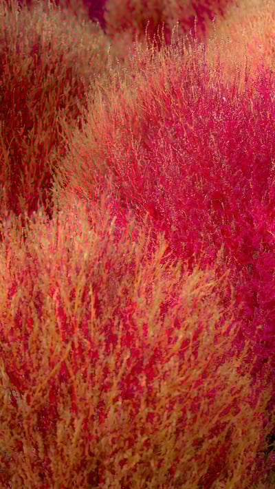 Kochia, Ibaraki prefecture, Japan (© DigiPub/Getty Images) mobile wallpaper
