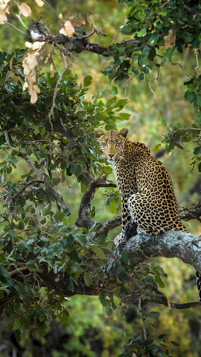 Leopard in a tree, Kruger National Park, South Africa (© Tonino De Marco/Minden Pictures) mobile wallpaper