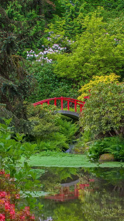 Rhododendrons and azaleas blooming around the Moon Bridge, Kubota Garden, Seattle, Washington (© Mary Liz Austin/Alamy) mobile wallpaper