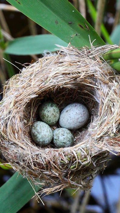 Kuckucksei im Nest eines Teichrohrsängers, Deutschland (© blickwinkel/Alamy Stock Photo) mobile wallpaper