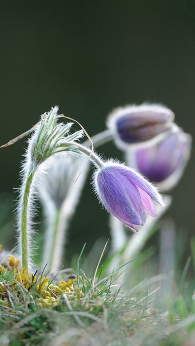 Pasque flower, Upper Palatinate, Bavaria, Germany (© Design Pics/Alamy) mobile wallpaper