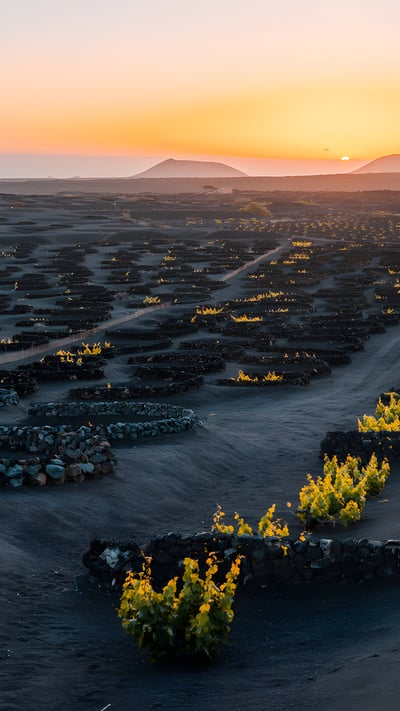 Volcanic vineyard in the La Geria wine region of Lanzarote, Canary Islands, Spain (© Pol Albarrán/Getty Images) mobile wallpaper