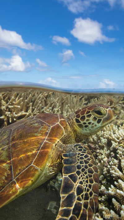 Green turtle swimming over a coral reef, Lady Elliot Island, Queensland (© seanscott/Getty Images) mobile wallpaper