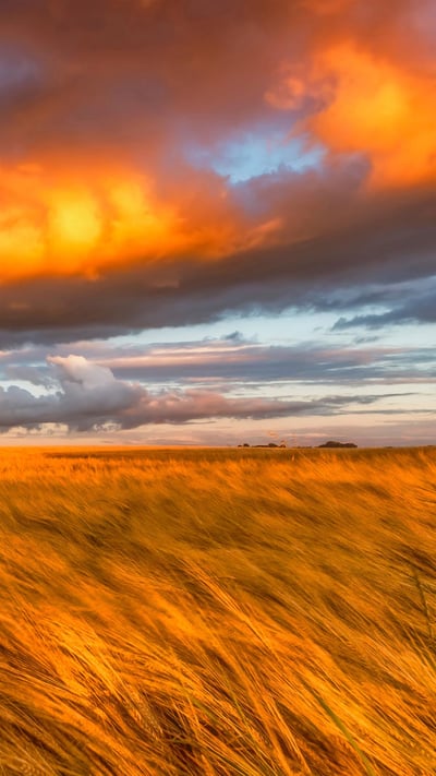 Barley field in East Lothian, Scotland (© Scott Masterton/plainpicture) mobile wallpaper